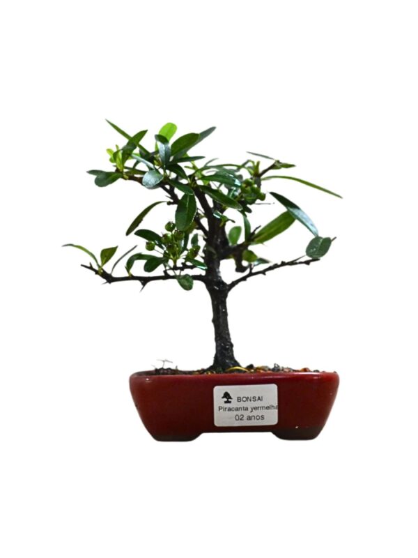 Bonsai Piracanta Vermelha