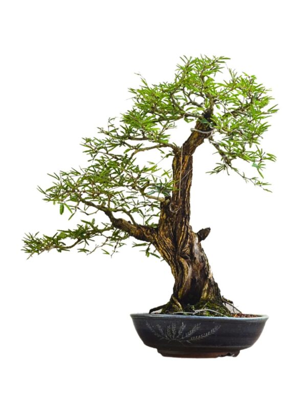 Bonsai Caliandra Spinosa