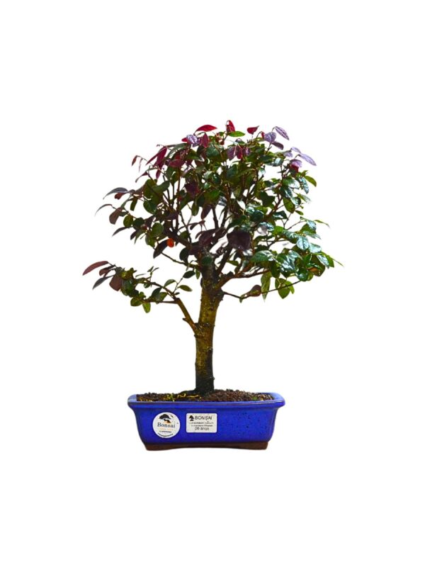 Bonsai Loropetalum Rubrum