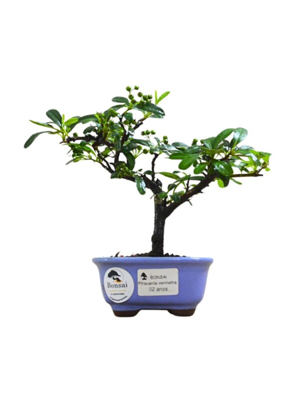 Bonsai Piracanta Vermelha