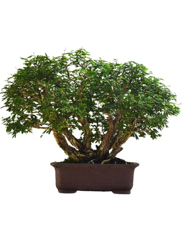 Bonsai Caliandra spinosa