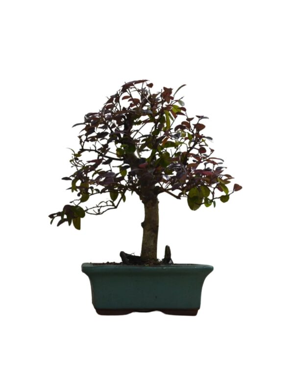 Bonsai Loropetalum Rubrum