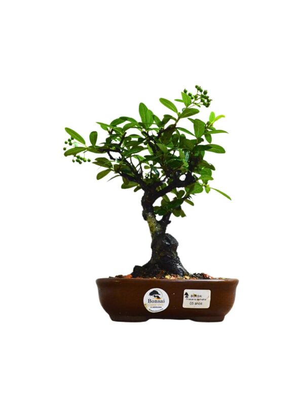 Bonsai Piracanta Vermelha