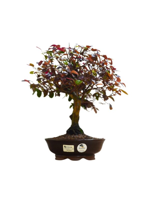 Bonsai Loropetalum Rubrum