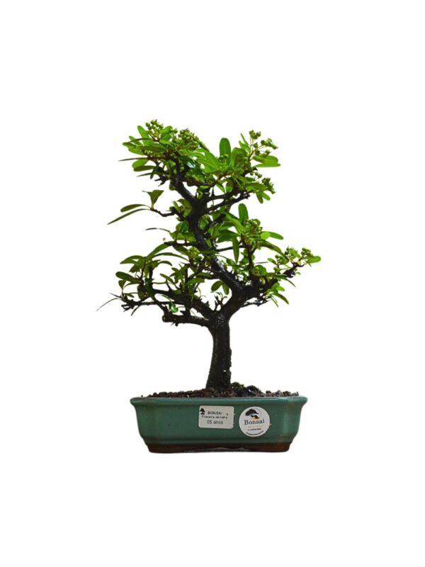 Bonsai Piracanta Vermelha