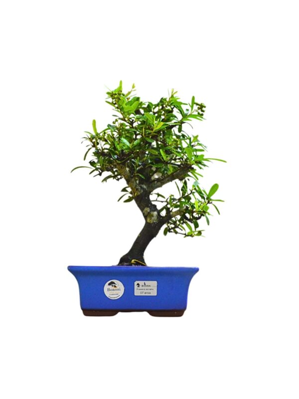 Bonsai Piracanta Vermelha