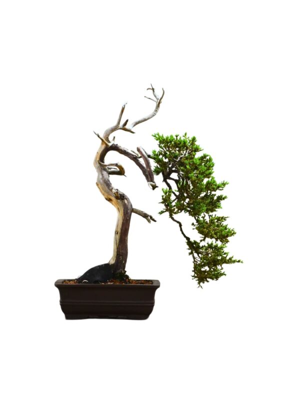 Bonsai Juniperus Procumbens