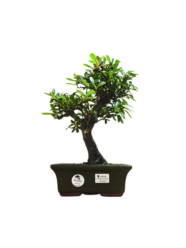 Bonsai Piracanta Vermelha