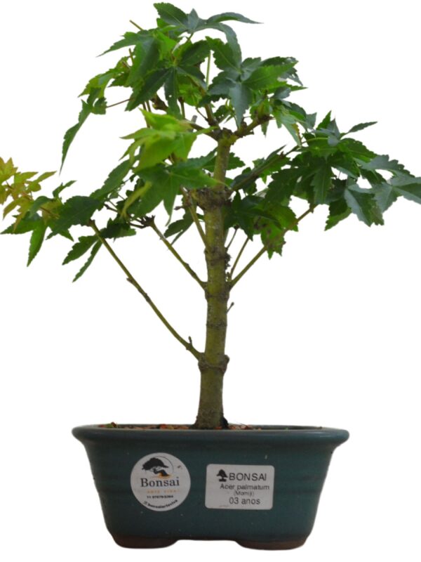 Bonsai Acer