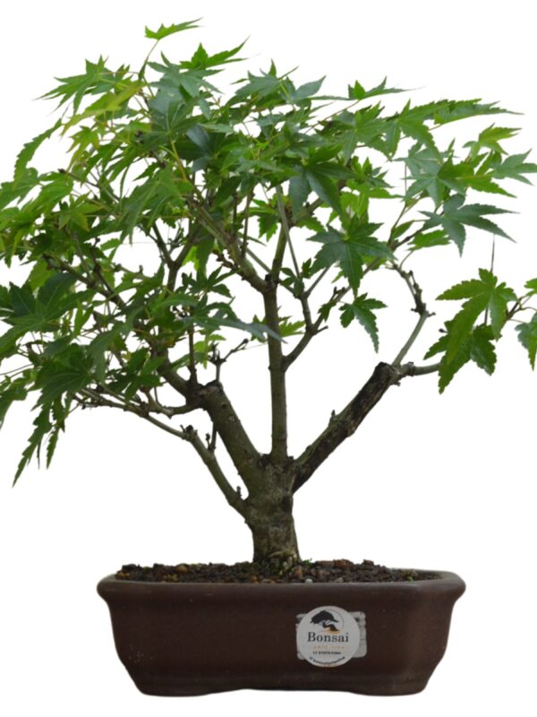 Bonsai Acer