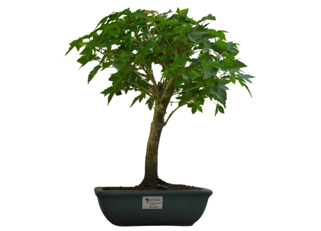 Semi di bonsai di acero giapponese Purple Ghost - Italia