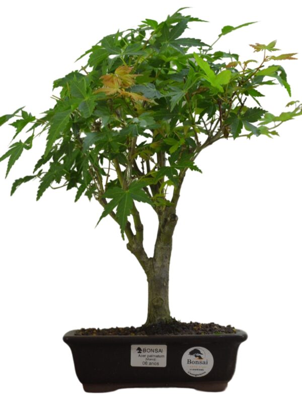 Bonsai Acer