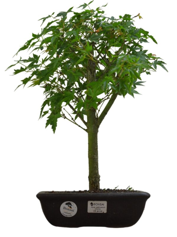 Bonsai Acer