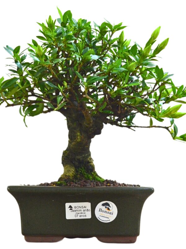 Bonsai Jasmin Anão