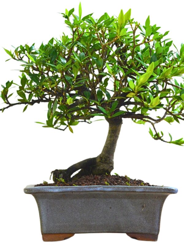 Bonsai Jasmin Anão