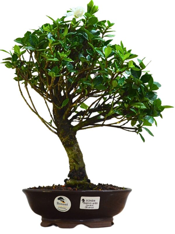 Bonsai Jasmin Anão