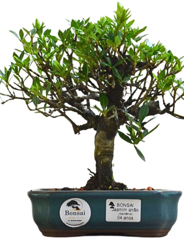 Bonsai Jasmin Anão