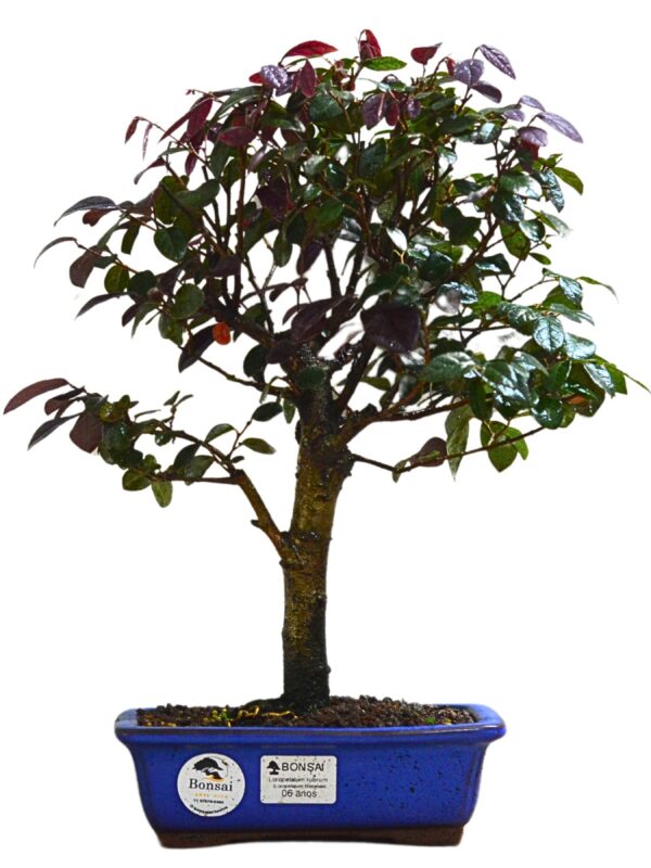 Bonsai Loropetalum Rubrum