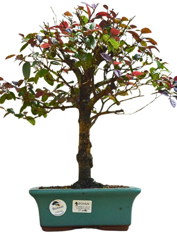 Bonsai Loropetalum Rubrum