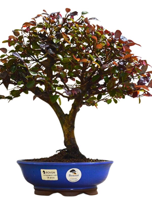 Bonsai Loropetalum Rubrum