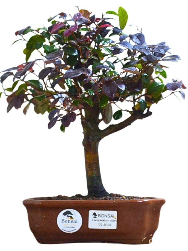 Bonsai Loropetalum Rubrum