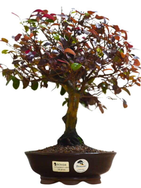 Bonsai Loropetalum Rubrum