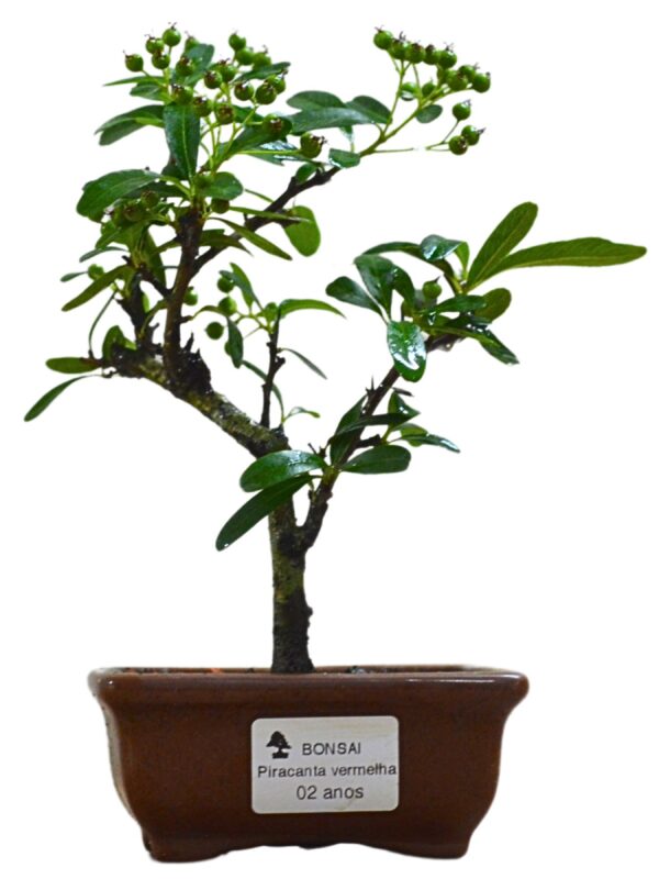 Bonsai Piracanta Vermelha