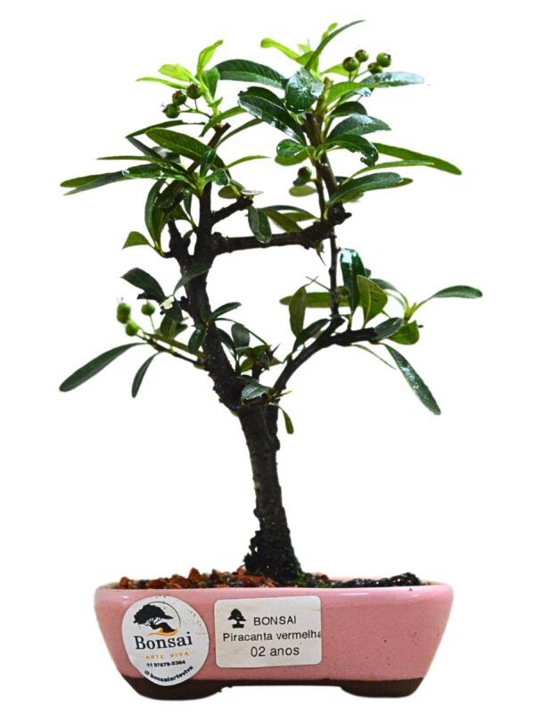 Bonsai Piracanta Vermelha