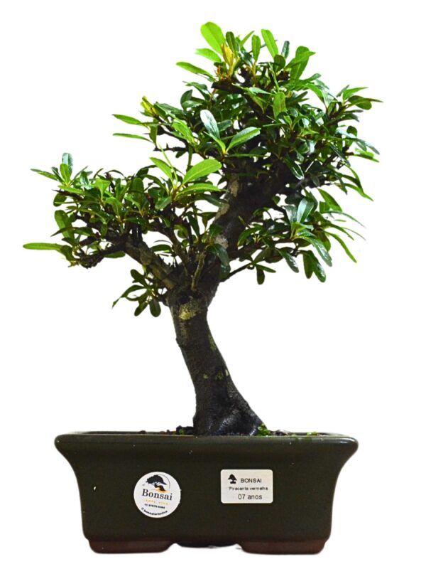 Bonsai Piracanta Vermelha