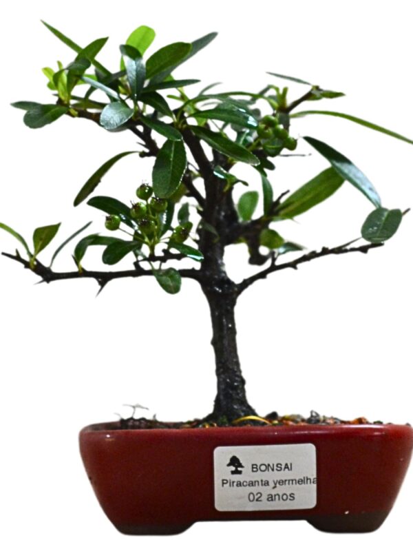 Bonsai Piracanta Vermelha