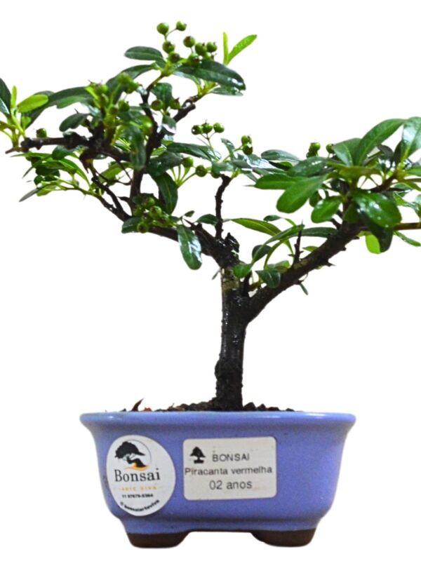 Bonsai Piracanta Vermelha