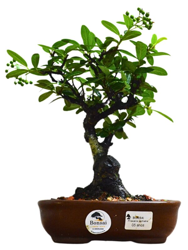 Bonsai Piracanta Vermelha