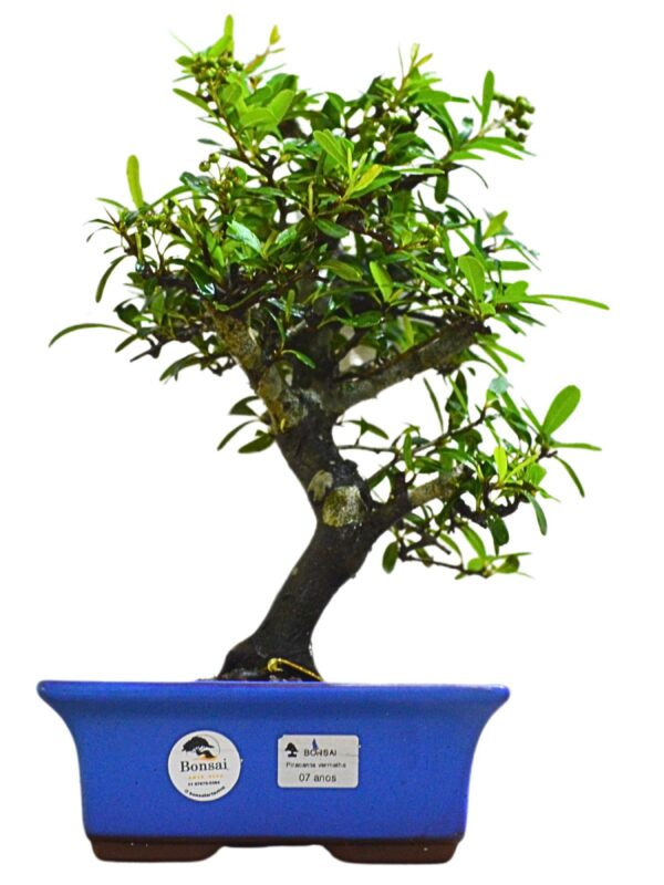 Bonsai Piracanta Vermelha