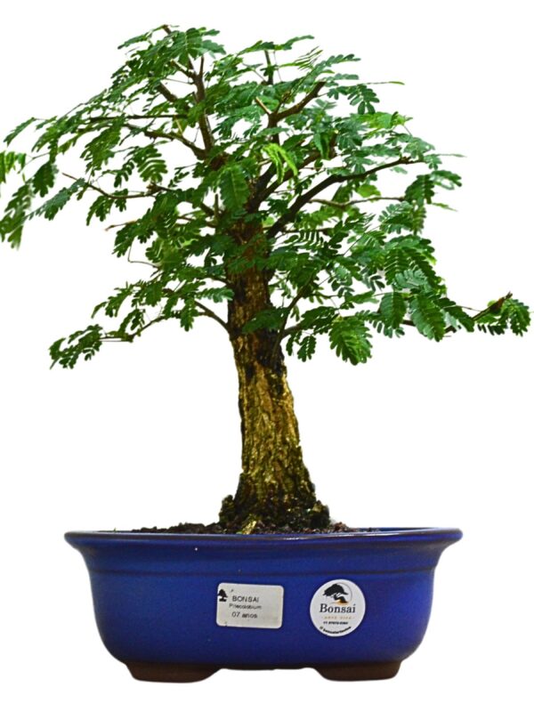 Bonsai Pithecolobium