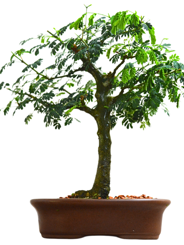 Bonsai Pithecolobium