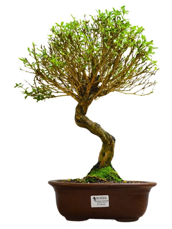 Bonsai Serissa Chinesa