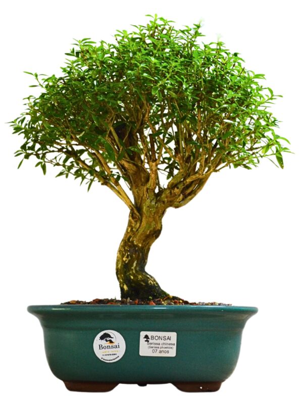 Bonsai Serissa Chinesa