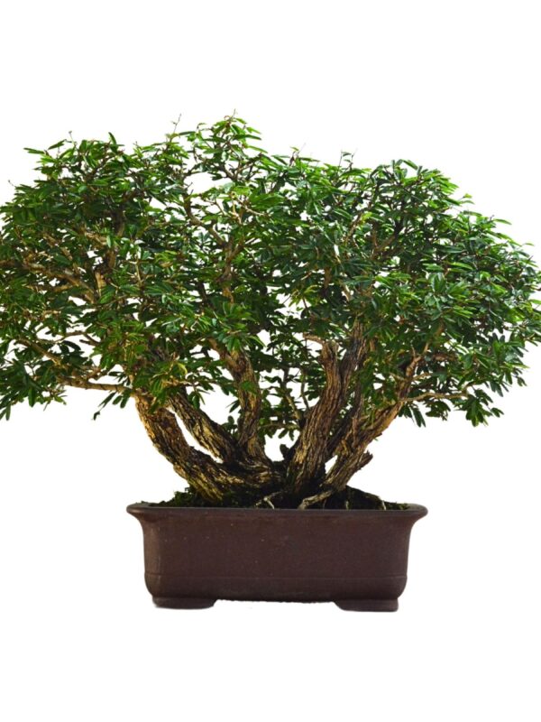 Bonsai Caliandra Spinosa