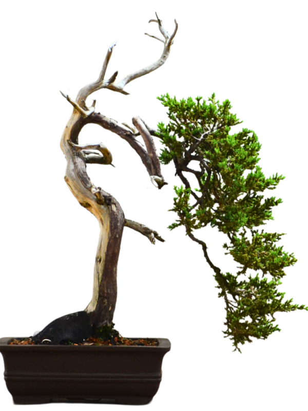 Bonsai Juniperus Procumbens