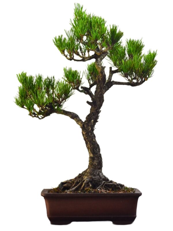 Bonsai Pinheiro Negro