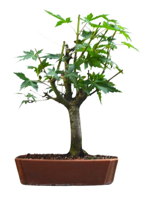 Pré Bonsai Acer Palmatum Momiji