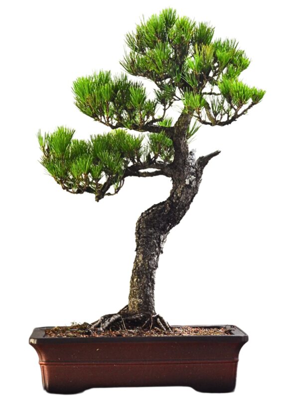 Bonsai Pinheiro Negro