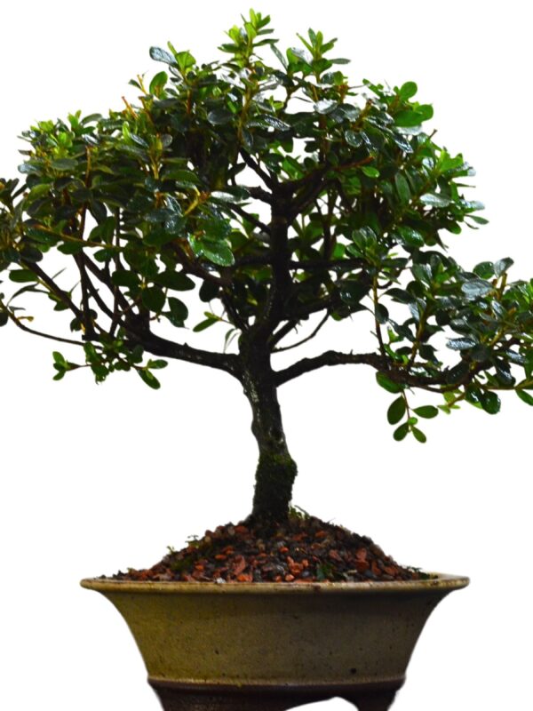 Bonsai Azaléia