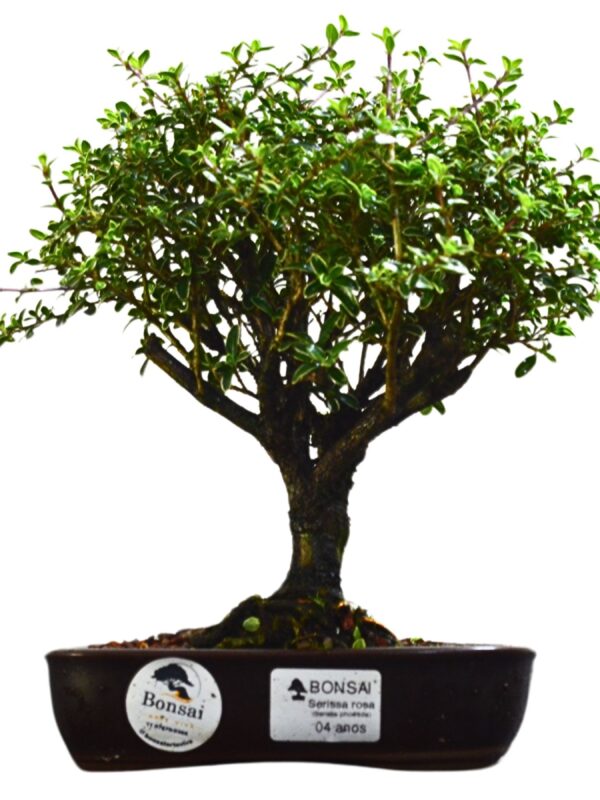 Bonsai Serissa Rosa