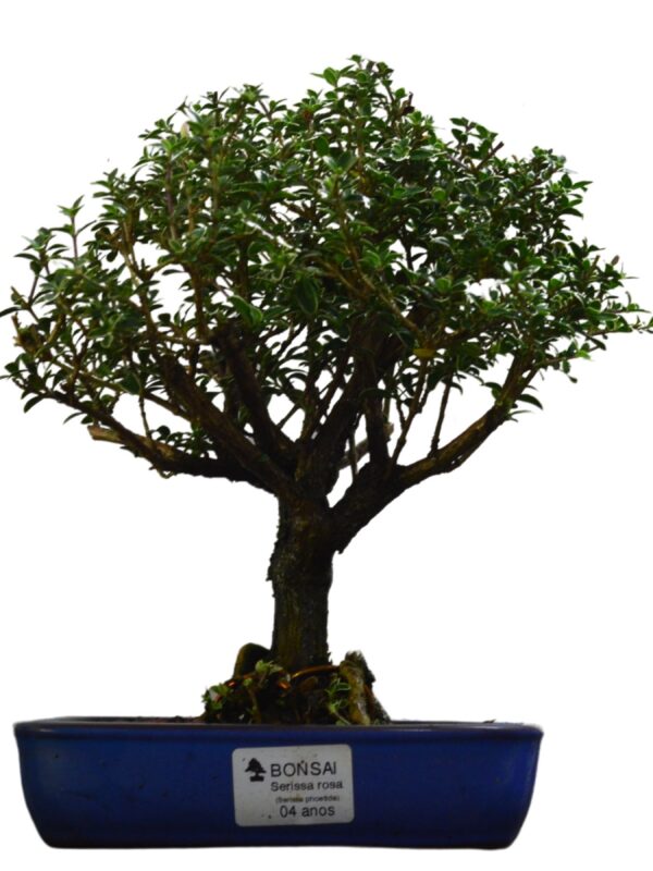 Bonsai Serissa Rosa