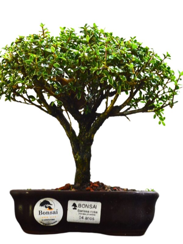 Bonsai Serissa Rosa