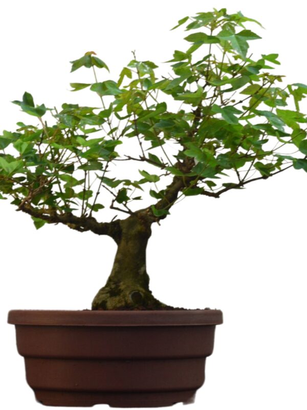 Pré Bonsai Acer Palmatum Momiji