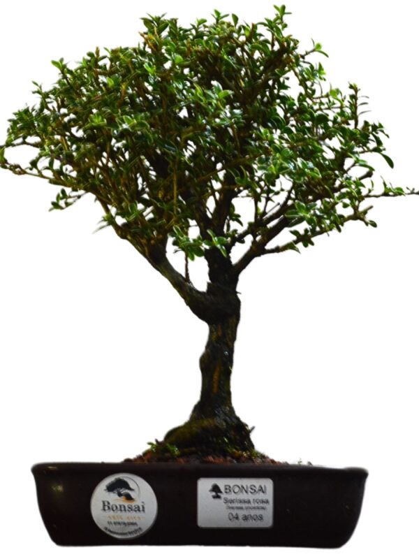 Bonsai Serissa Rosa