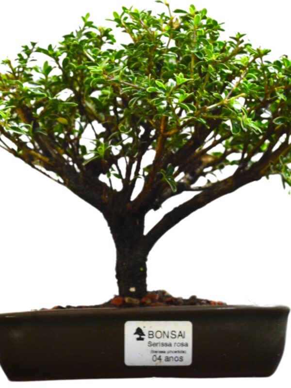 Bonsai Serissa Rosa