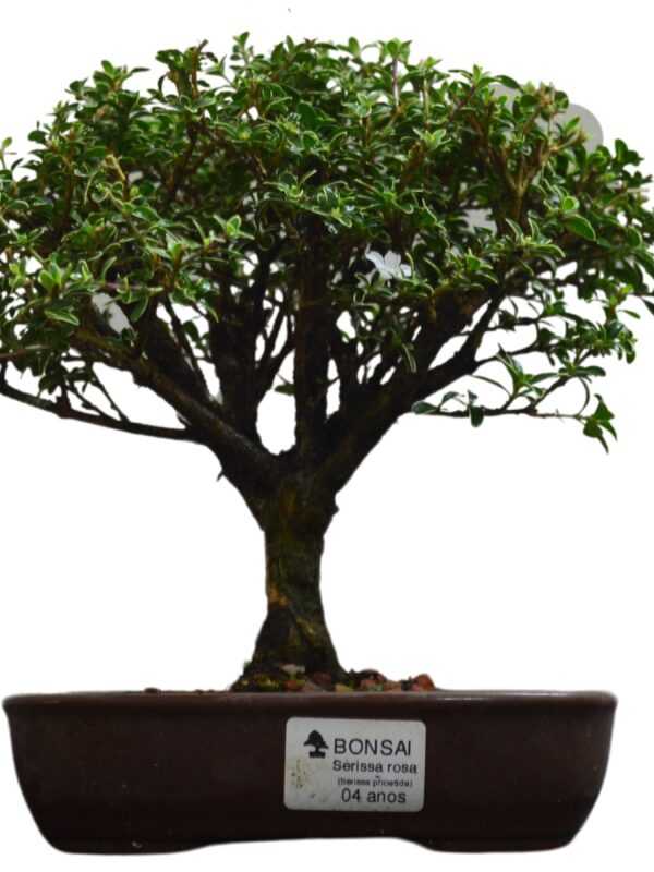 Bonsai Serissa Rosa